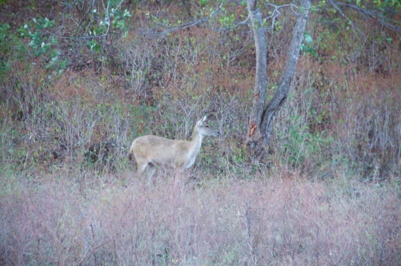Banyuwangi: Djawatan Forest & Baluran National Park Tour - Authentic Tips and Insights from Reviews
