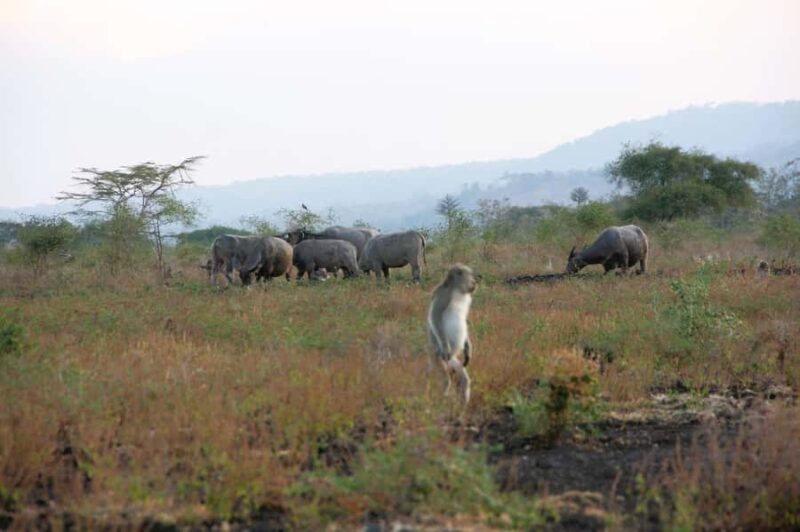 Banyuwangi: Djawatan Forest & Baluran National Park Tour - Final Thoughts: Is This Tour for You?