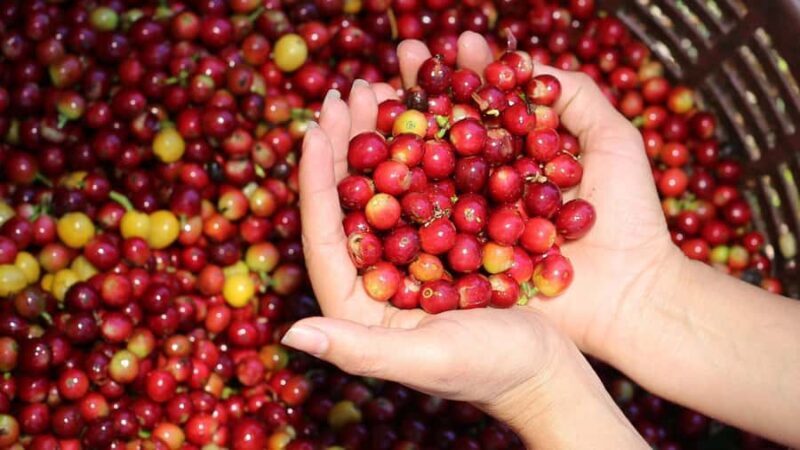 Banyuwangi: Ijen Volcano Trek & Coffee Plantation Tour - Final Thoughts: Who Should Consider This Tour?