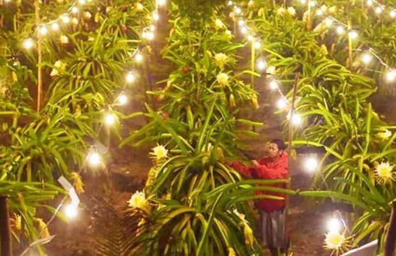 Banyuwangi: Island Hopping, Sunset, & Dragon Fruit Tour - Key Points