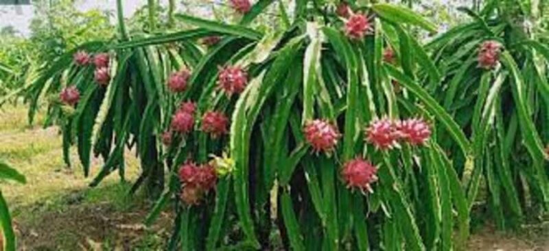 Banyuwangi: Island Hopping, Sunset, & Dragon Fruit Tour - The Overall Experience