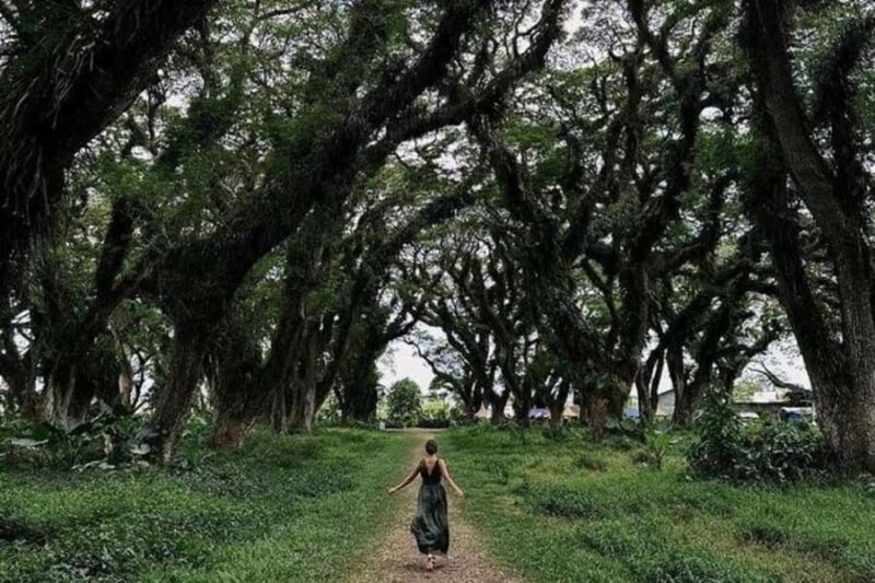 Banyuwangi: Island Hopping, Sunset, & Dragon Fruit Tour - Dragon Fruit Plantation Visit