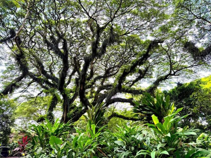 Banyuwangi: Jawatan Forest, Island Hopping, & Sunset Tour - Key Points