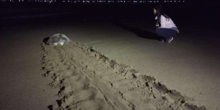 banyuwangi-sukamade-beach-turtle-conservation-2-day-tour