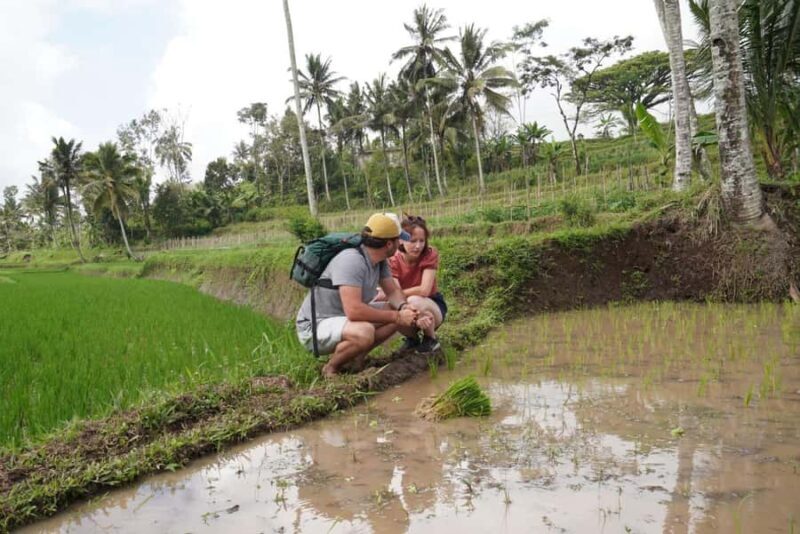 Banyuwangi: Village Walking Tour with Lunch & Coffee - Key Points