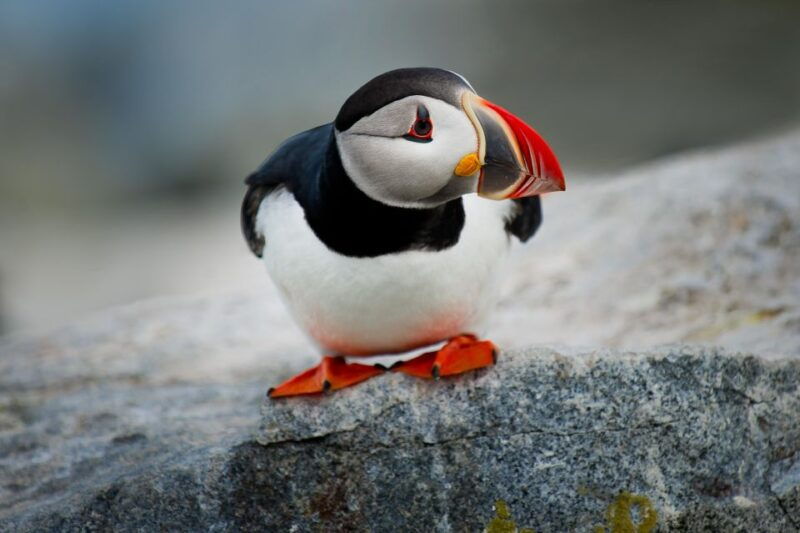 bar-harbor-acadia-national-park-small-group-guided-tour