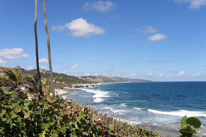 barbados-island-tour-monkey-feeding-swimming-with-the-turtles