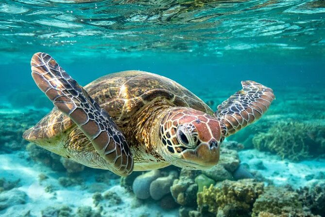 barbados-shore-excursion-carlisle-bay-turtle-shipwreck