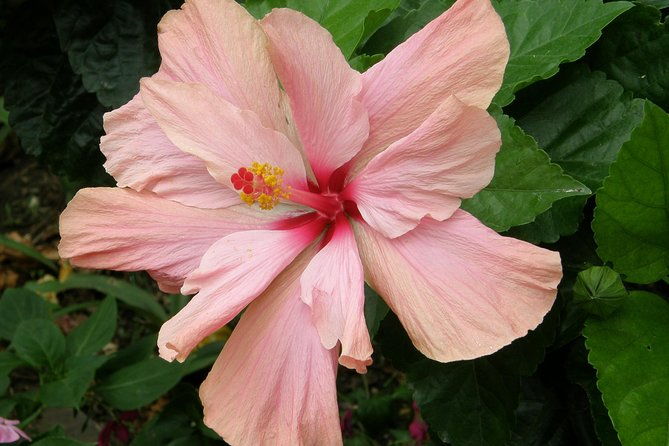 barbados-shore-excursion-plantation-railway-garden-and-distillery-tour