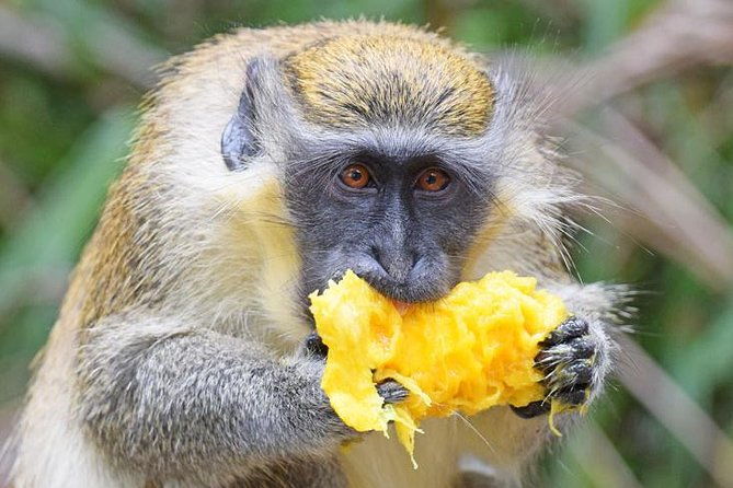 barbados-shore-excursion-wildlife-encounter-and-beach-day