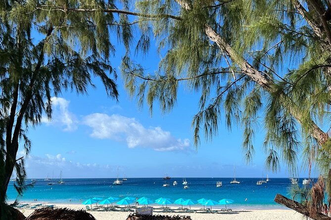 barbados-shore-excursion-wildlife-encounter-and-beach-day