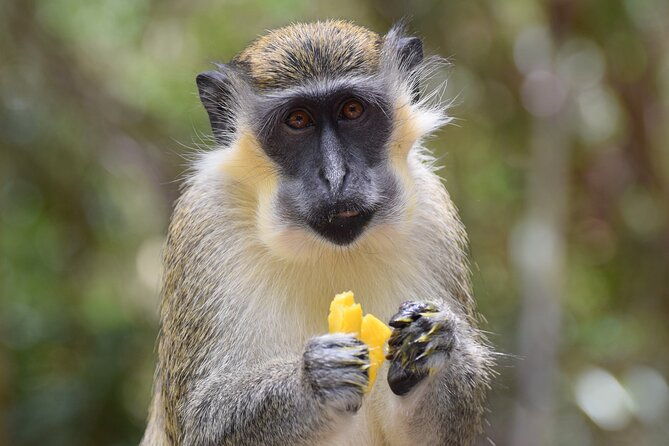 barbados-small-group-garden-wildlife-half-day-tour