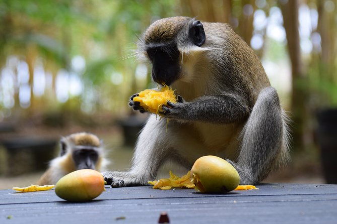 barbados-small-group-garden-wildlife-half-day-tour