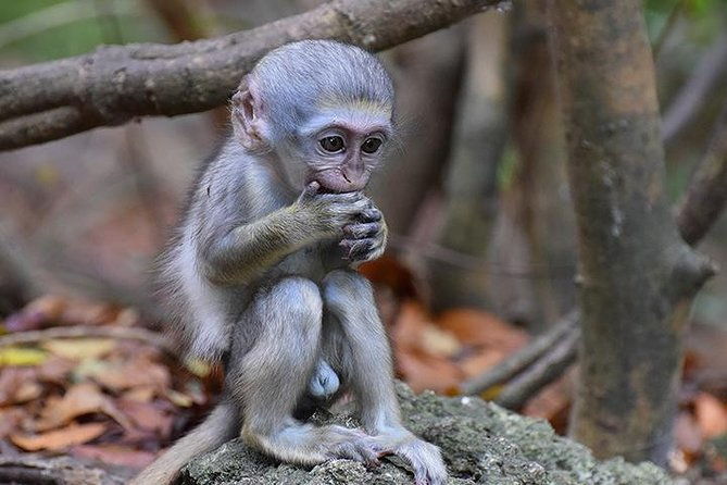 barbados-small-group-monkey-feeding-experience