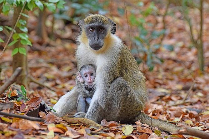 barbados-small-group-monkey-feeding-experience