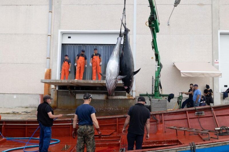barbate-boat-tour-to-the-almadraba-of-conil-tuna-fishing