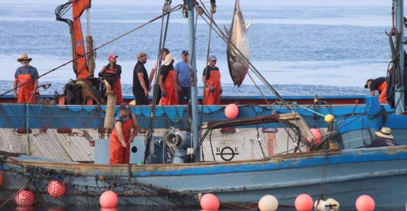 barbate-boat-tour-to-the-almadraba-of-conil-tuna-fishing