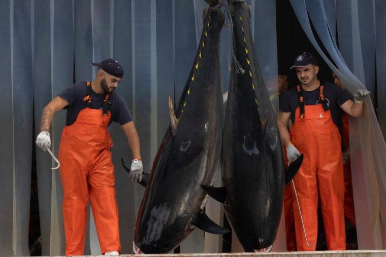 barbate-boat-tour-to-the-almadraba-of-conil-tuna-fishing