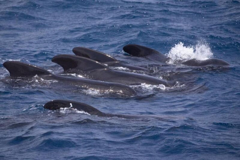 barbate-dolphin-and-whale-watching-in-cape-trafalgar