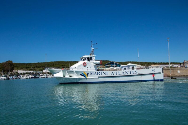barbate-dolphin-and-whale-watching-in-cape-trafalgar