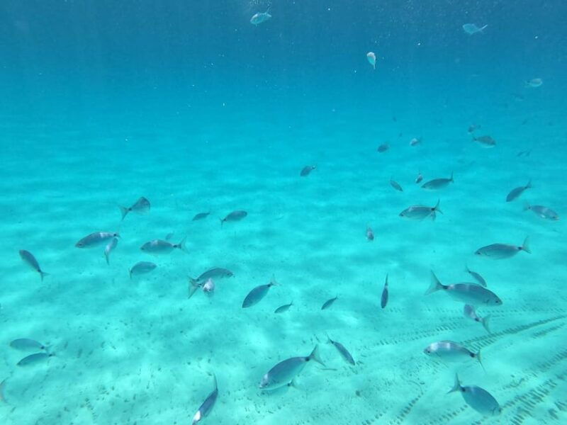 barca-liliana-caligola1