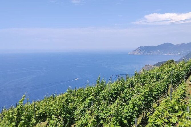 barca-winery-cinqueterre-trekking-wine-tasting-pesto-class