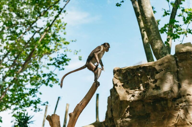 barcelona-1-day-ticket-to-barcelona-zoo