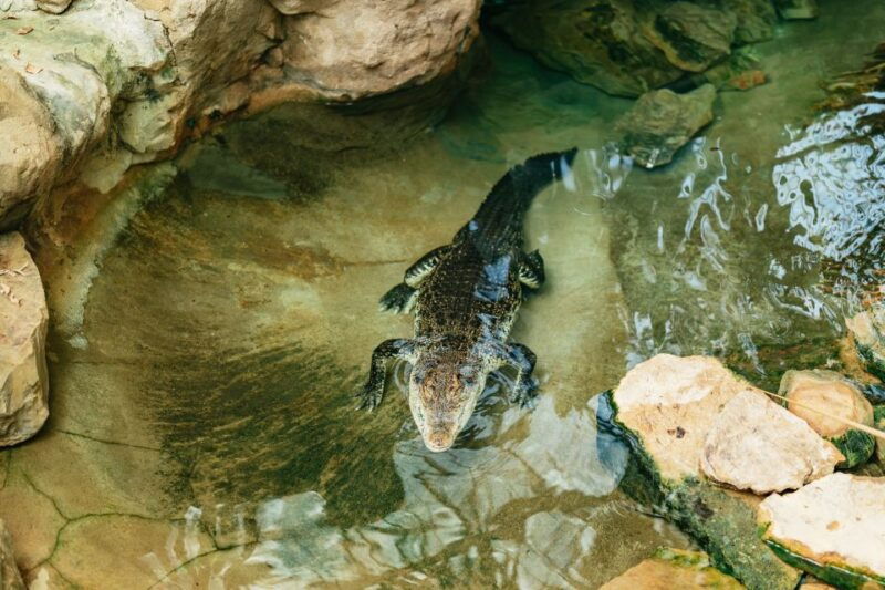 barcelona-1-day-ticket-to-barcelona-zoo