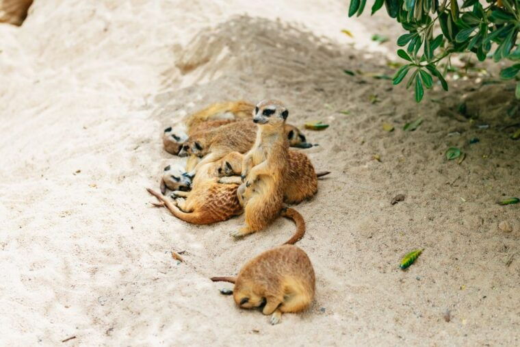 barcelona-1-day-ticket-to-barcelona-zoo