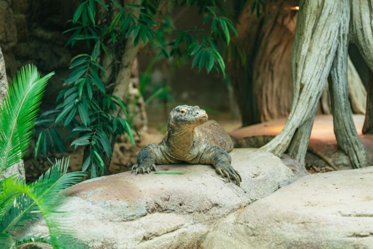barcelona-1-day-ticket-to-barcelona-zoo