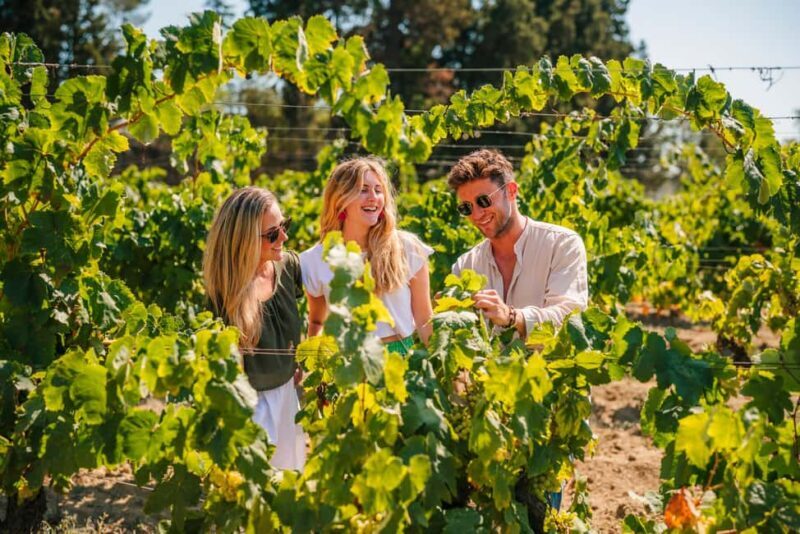Barcelona: Alella Wine Tour with Tasting & Vineyard Picnic - Why This Tour Offers Great Value for Your Money