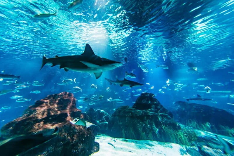 Barcelona Aquarium: Entry Ticket - Overview of the Barcelona Aquarium