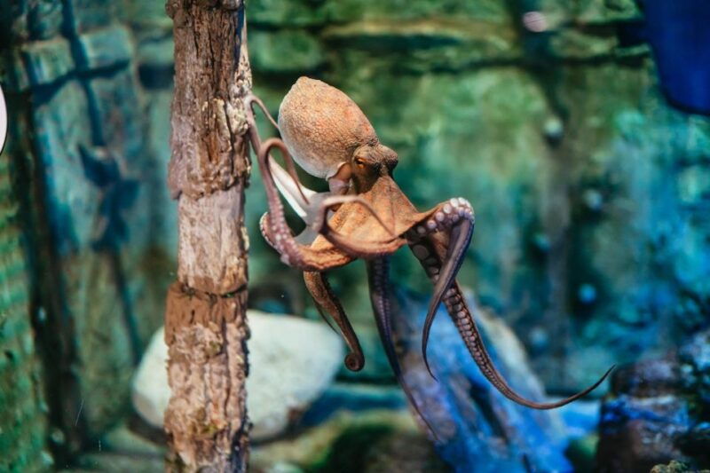 barcelona-aquarium-skip-the-line-admission-ticket