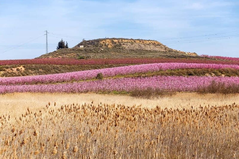 Barcelona: Cherry Blossoms and Montserrat Tour - Exploring the Highlights of the Tour