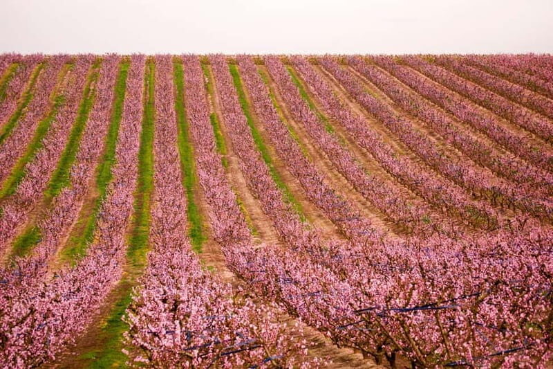 Barcelona: Cherry Blossoms and Montserrat Tour - FAQ