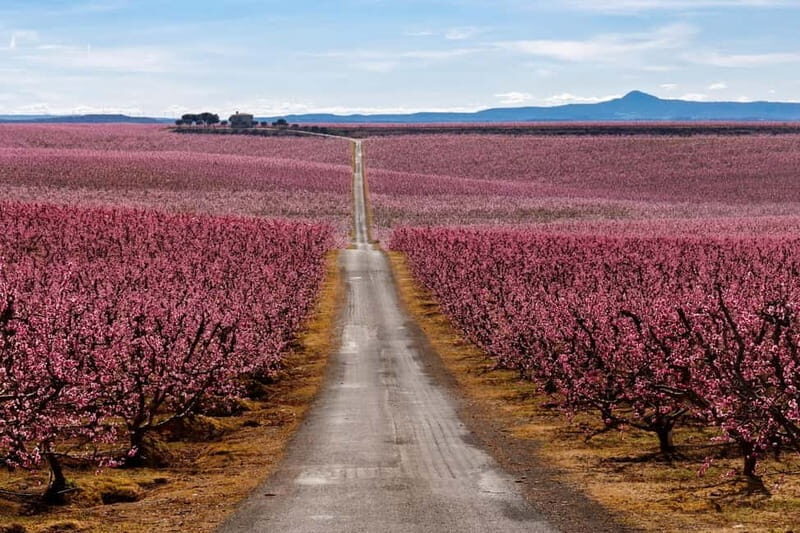 Barcelona: Cherry Blossoms in Aitona & Lunch Tour - An Immersive Look at the Cherry Blossom Tour in Aitona