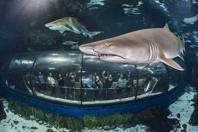 barcelona-city-tour-hop-on-hop-off-and-aquarium