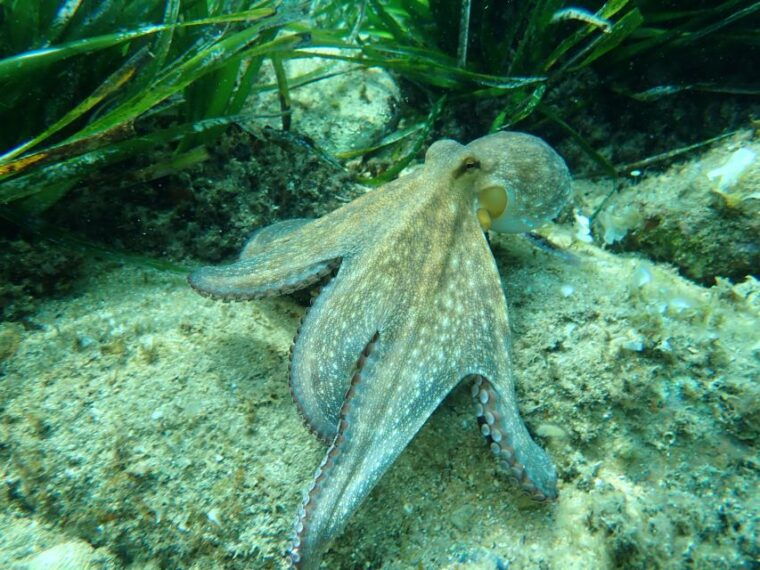 barcelona-costa-brava-kayak-snorkel-cliff-jump-lunch