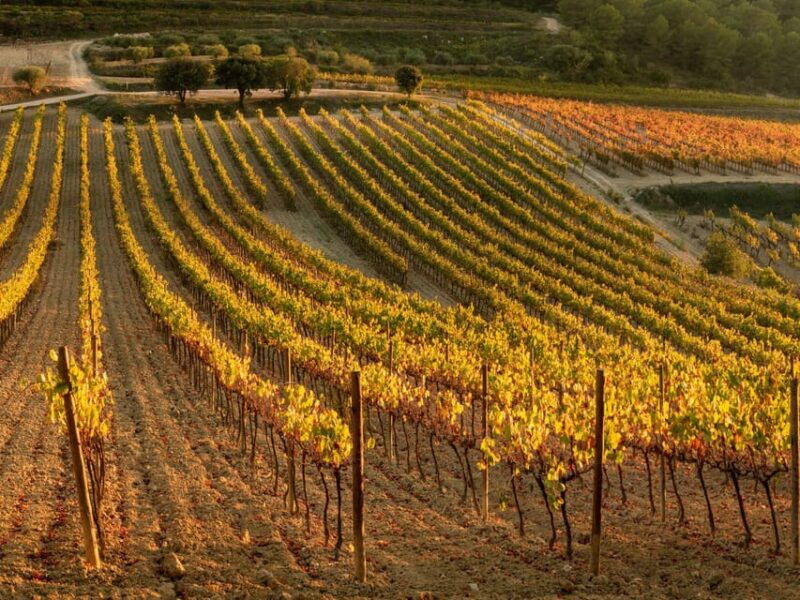 barcelona-luxury-tour-buggy-route-lunch-penedes-wines