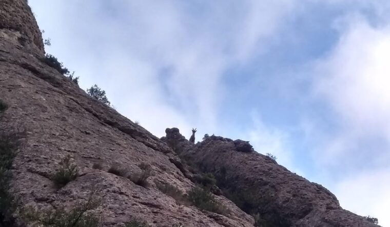 barcelona-montserrat-monastery-and-natural-park-guided-tour