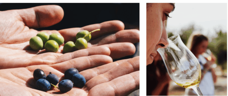 barcelona-olive-oil-tasting-with-tapas-and-cava