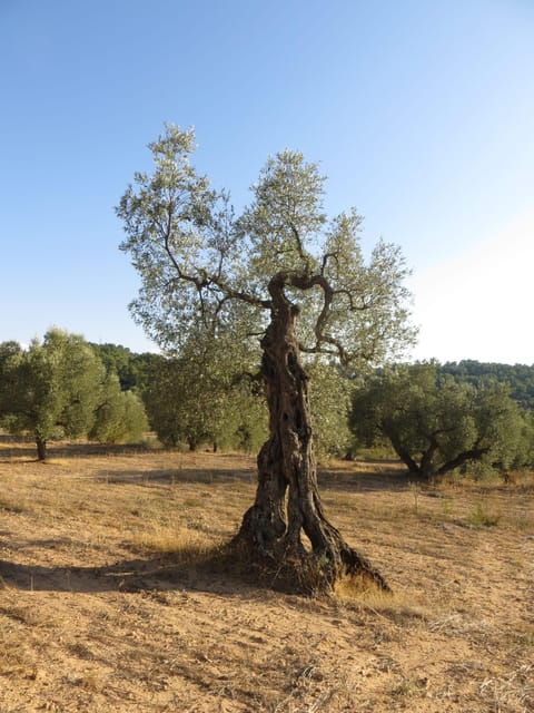 barcelona-olive-oil-tasting-with-tapas-and-cava