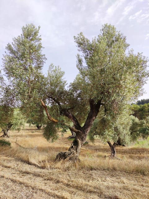 barcelona-olive-oil-tasting-with-tapas-and-cava