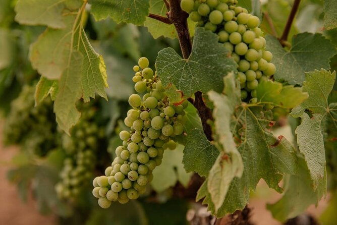 barcelona-priorat-3-wine-tastings-3-course-gourmet-lunch