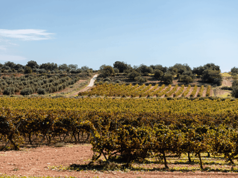 barcelona-priorat-wine-tour-private-tastings-and-lunch