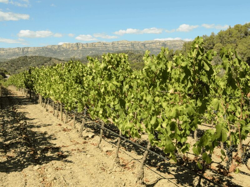 Barcelona: Priorat Wine Tour & Tastings and Lunch - An In-Depth Look at the Priorat Wine Tour Experience