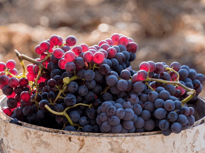 Barcelona: Priorat Wine Tour & Tastings and Lunch - The Sum Up