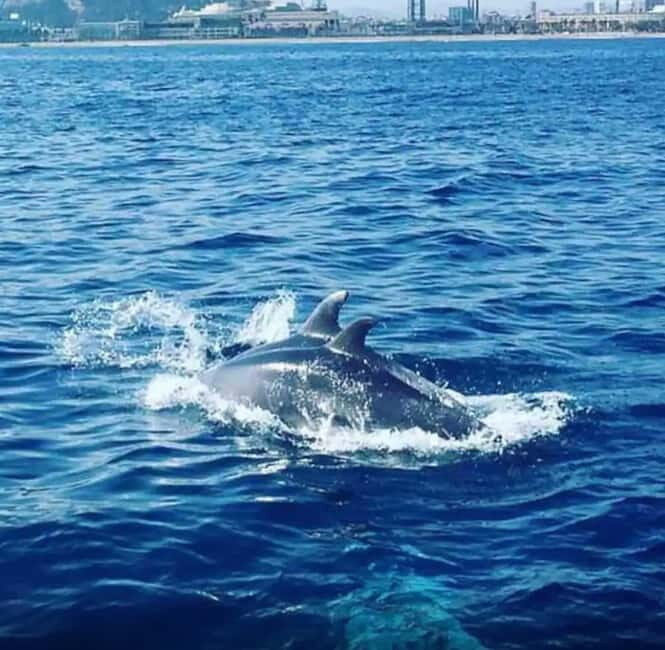 Barcelona: Sailing tours with open bar and snacks - What to Expect Onboard
