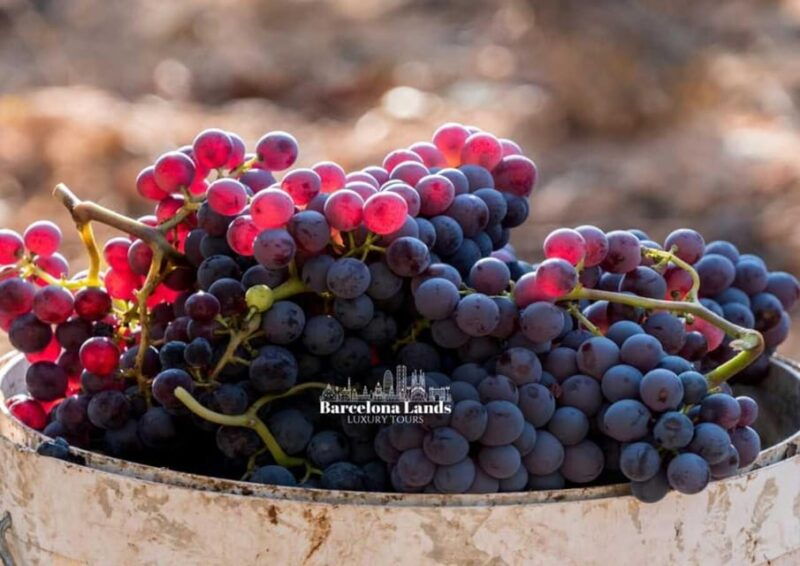 barcelona-tour-luxury-for-priorat-wine-tasting-lunch