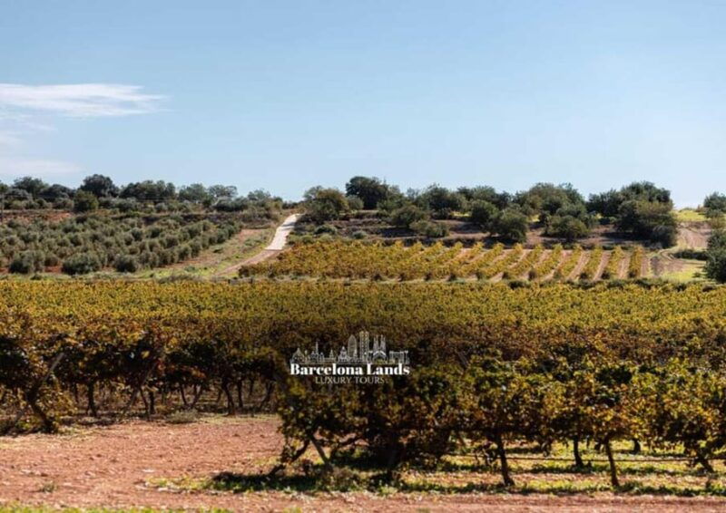 barcelona-tour-luxury-for-priorat-wine-tasting-lunch